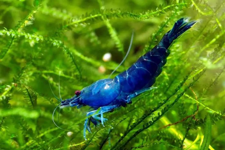 Pictured, A vibrantly colored Blue Velvet shrimp in a planted aquarium