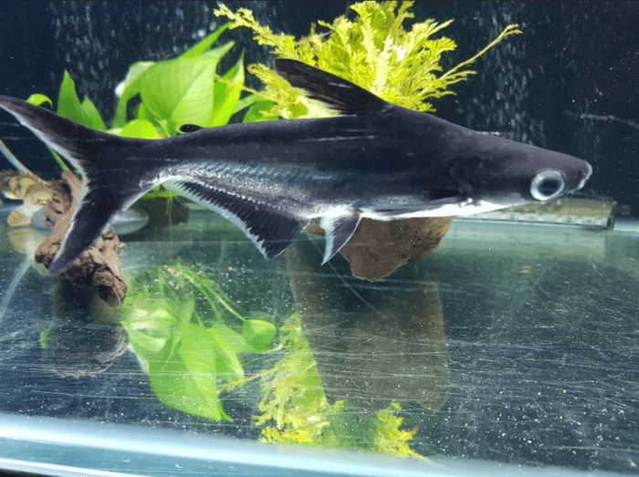 Iridescent Shark