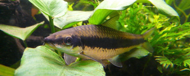 Siamese Algae Eater