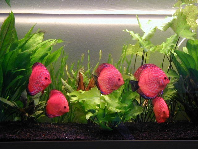 Understanding Discus Aggression