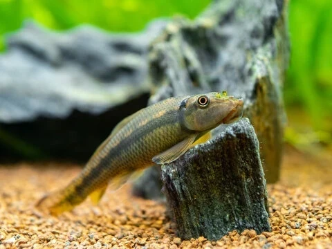 A Juvenile Chinese Algae Eater seemingly posing on a rock in its aquascaped tank