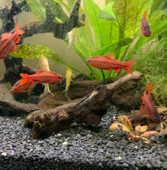 Cherry Barb Tank Mates