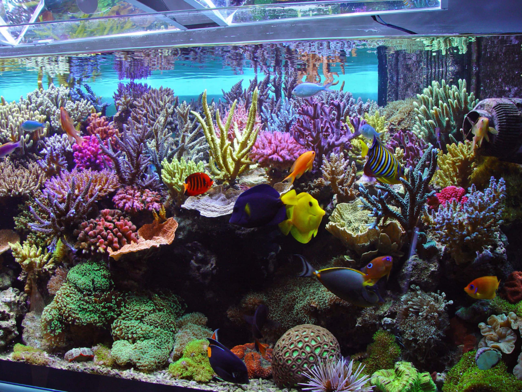 Beautiful Reef tank with Turbo Snails alongside their other tank Companions
