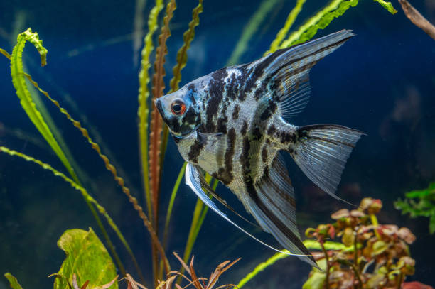 Marble Angelfish: A Detailed Guide