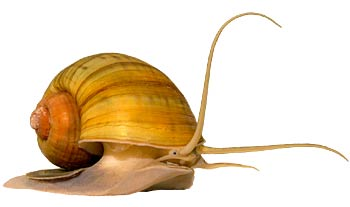 Apple Snail