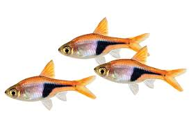 Rasboras