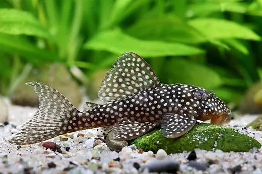 A spotted Angelicus Pleco