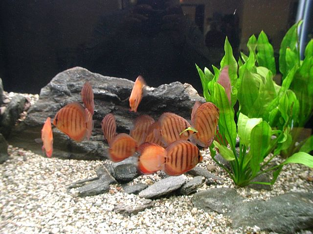 Factors Influencing Aggression in Discus Fish