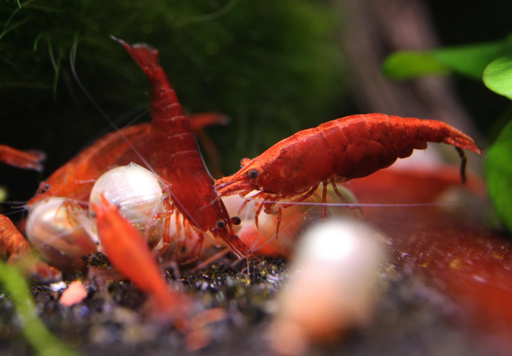 Pictured, Cherry Shrimp and Ramshorn Snails feeding together in a planted aquarium