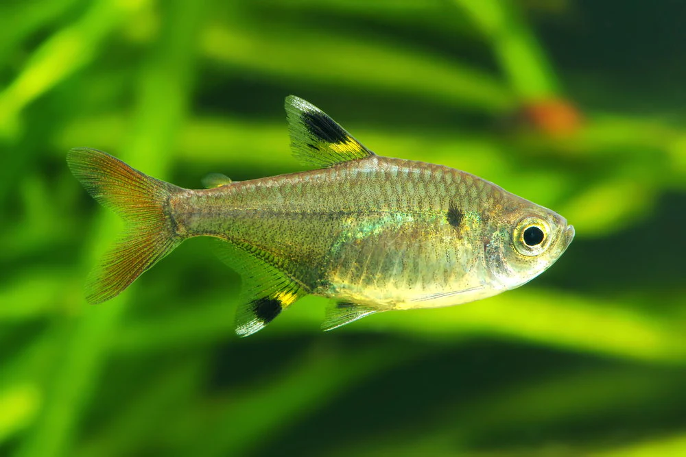 Pictured, a small Tetra fish minding its business and not eating your shrimp