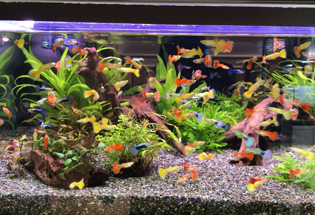 20 Popular Types of Guppies for Your Aquarium