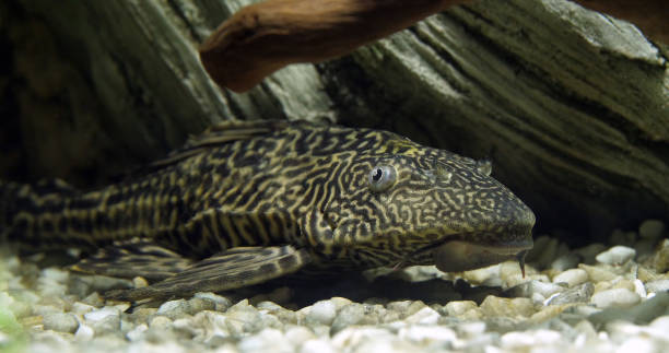 Pleco