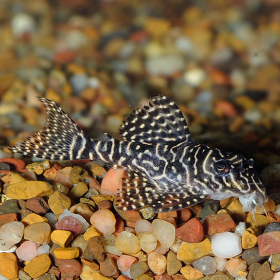 An adult Hypancistrus L260
