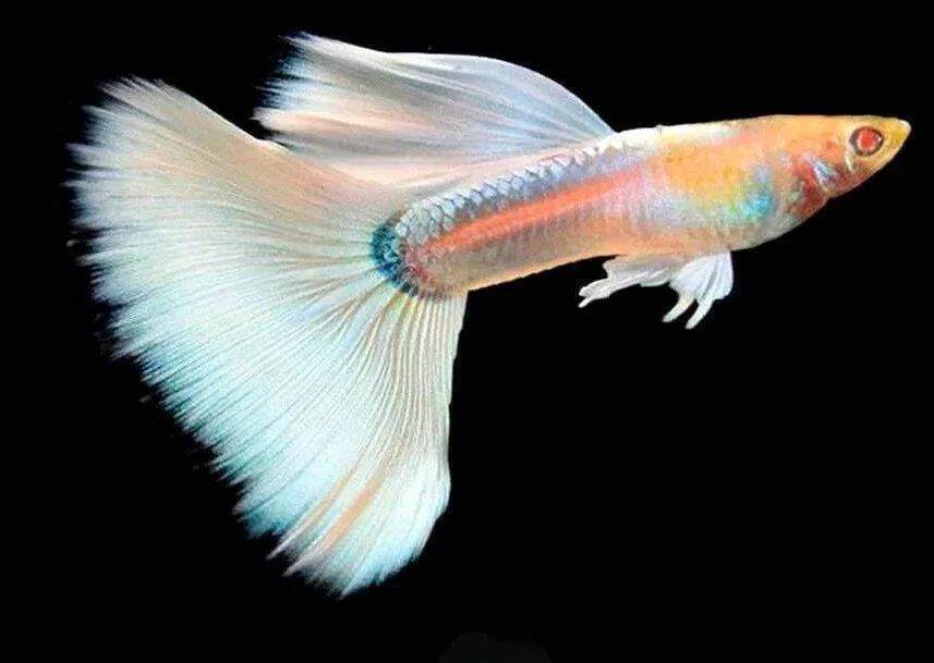 Albino Guppies: A Comprehensive Care Guide