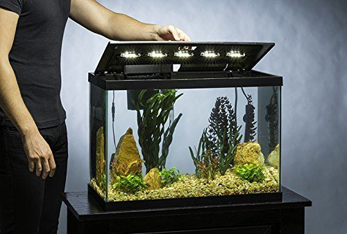 How Big Is A 20 Gallon Fish Tank?