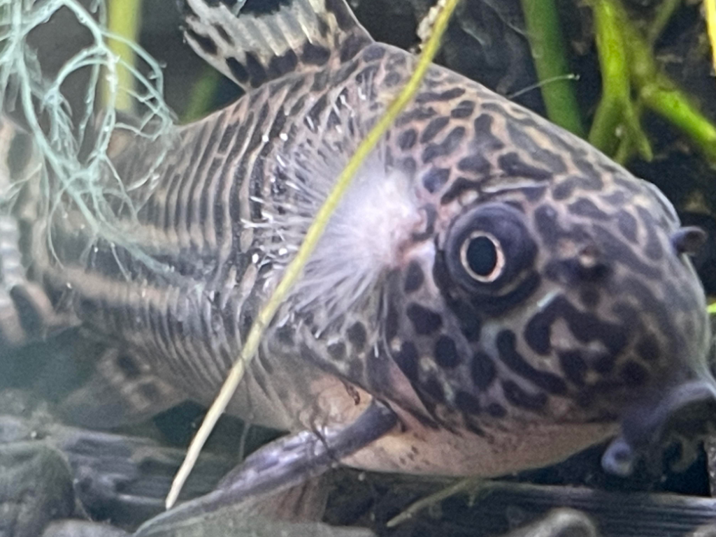 Fish Saprolegnia (Fish Fungus)