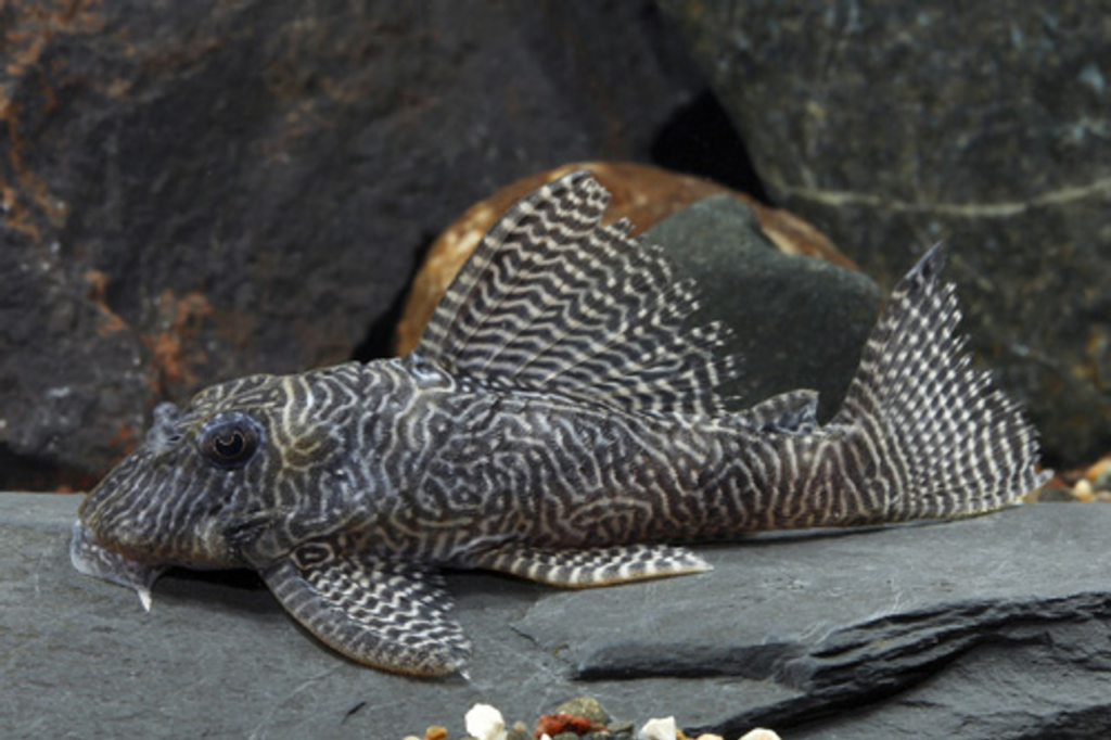 A Hypancistrus L 260 resting on the bottom of its aquarium