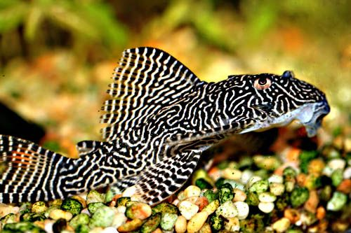 Queen Arabesque resting on pebbles.