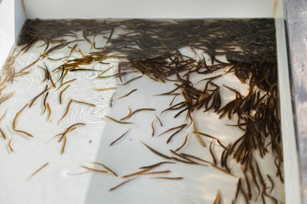 Loaches