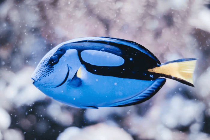 White spots on Blue Tank (Dory From Finding Nemo)