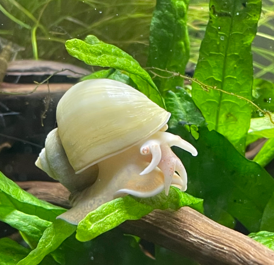 Snails