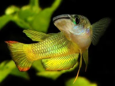 Vibrantly colored fish, is it a Panchax or Killifish?