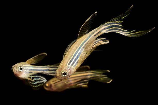 These are Danios and they are compatible nano fish for Clown Plecos.