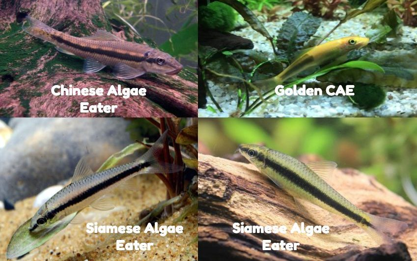 Comparison pictures between Chinese, Siamese, and Golden Chinese algae Eaters