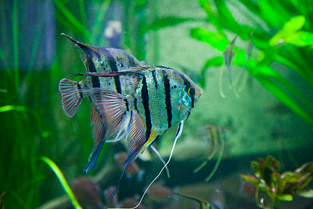 Altum Angelfish