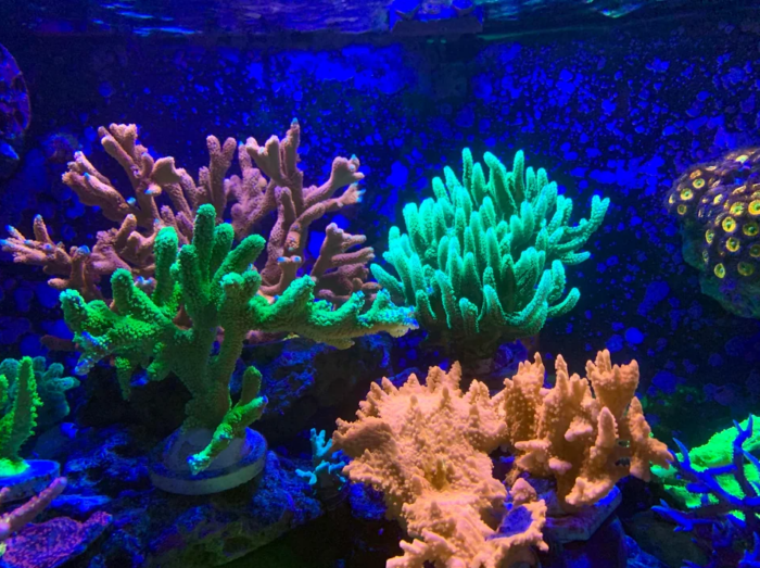 Reef Tank