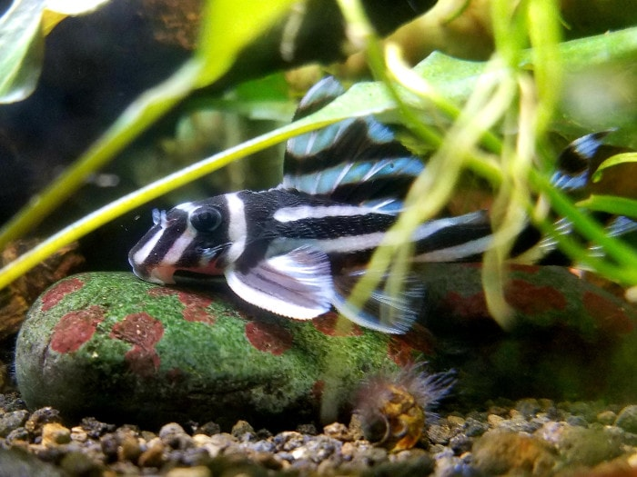 A Zebra Pleco (L046 Hypancistrus zebra) Fish in its planted tank