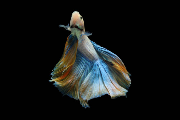 Dumbo Ear Guppy