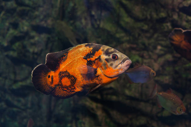 Vibrantly patterned Tiger Oscar Fish