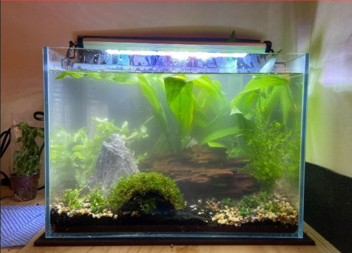 Cloudy newly set up aquarium.