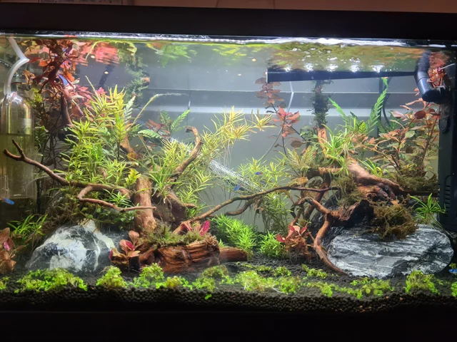 A thriving fertilized planted aquarium