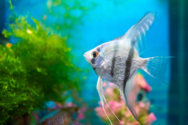 Silver Angelfish