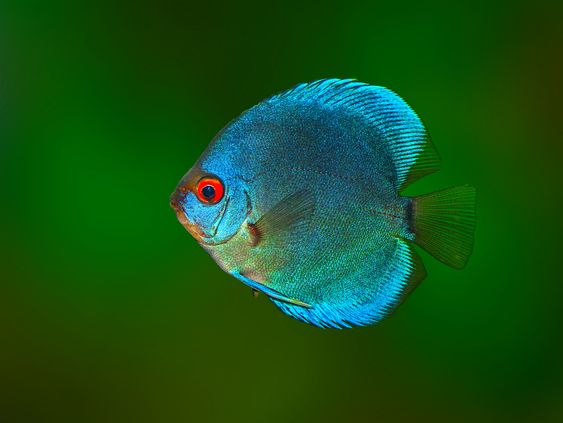 Pictured, A Blue Diamond Discus fish