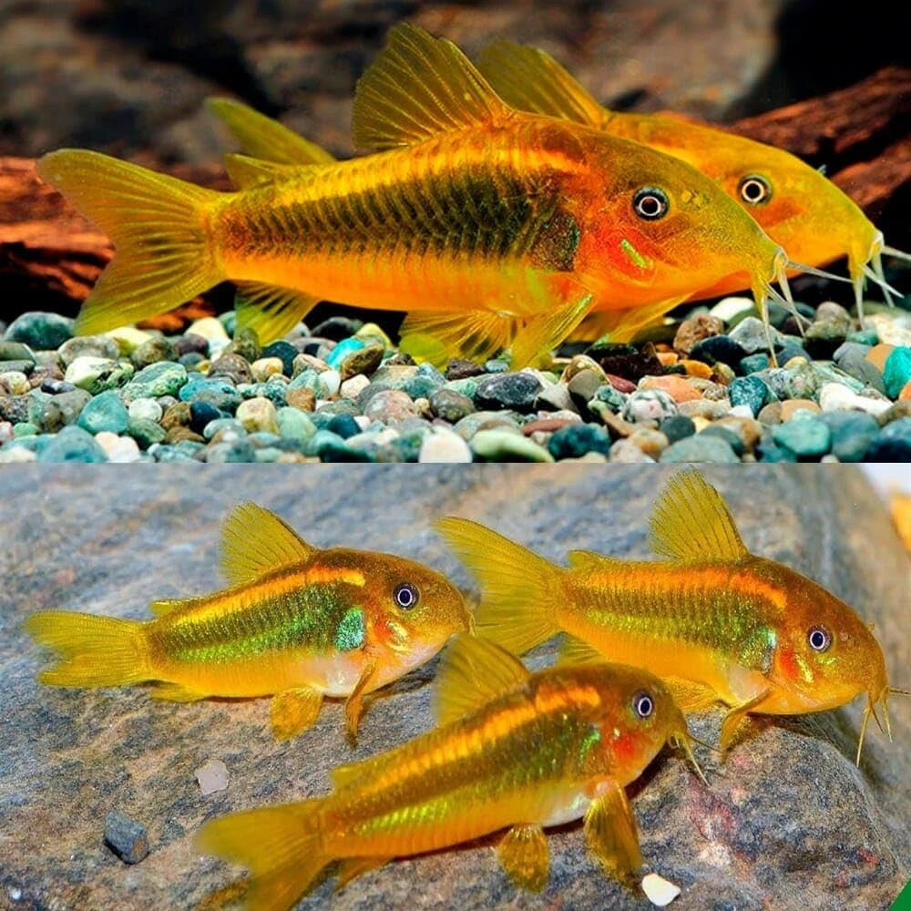 Gold Laser Corydoras are their best when schooling