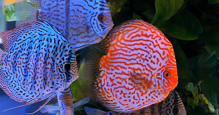 Understanding the Challenges of Discus Care