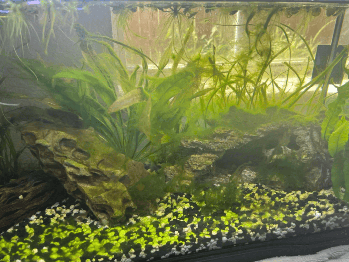 Green Hair Algae.