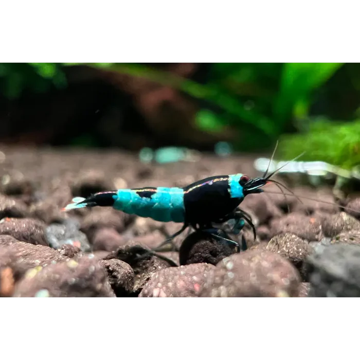 Pictured, a Shadow Panda Shrimp exploring through substrates
