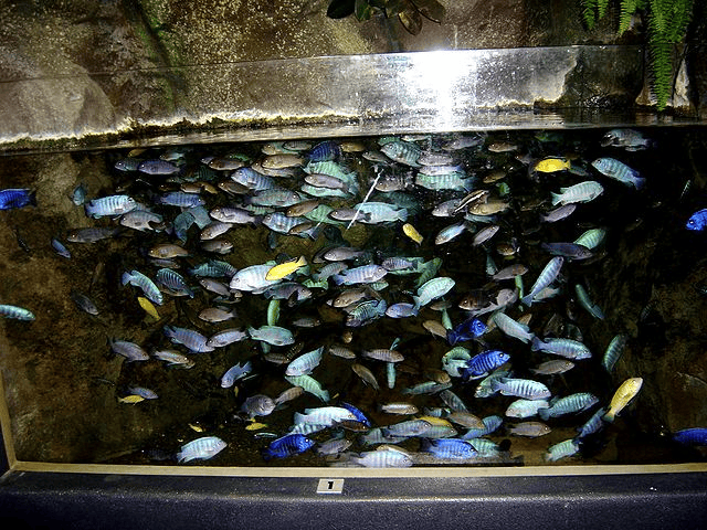 African cichlid (Cichlidae) tank at Napier Aquarium.