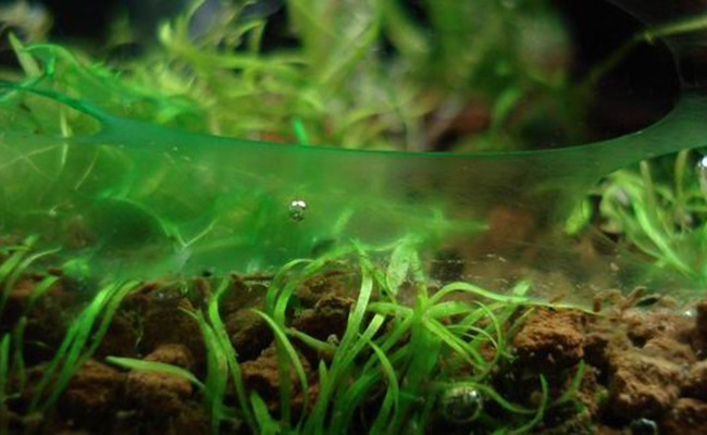 What Kills Algae In Fish Tank?