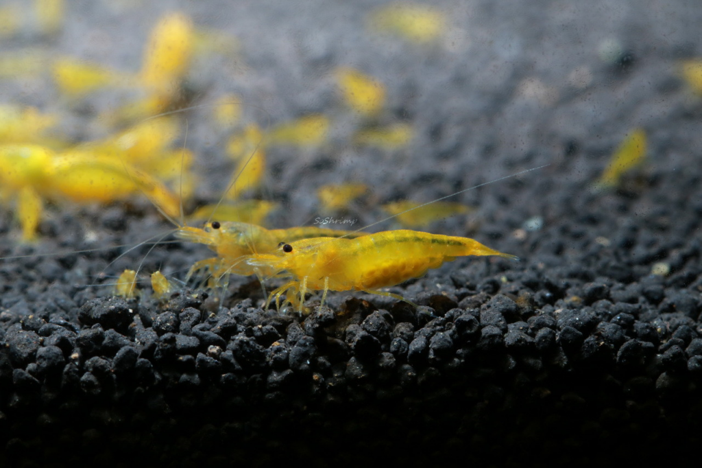 Pictured, a berried (pregnant) Yellow King Kong Shrimp in a community tank