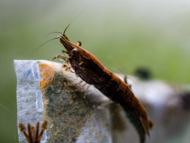 Complete Guide to Caring for Chocolate Shrimp