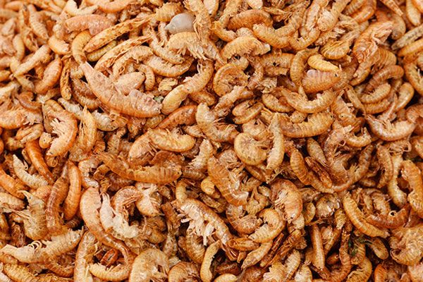 Brine Shrimp are a great source of nutrition for Red Oscar Fish