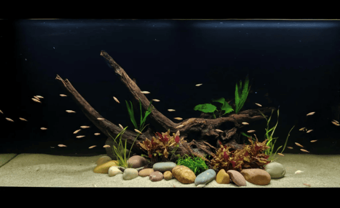 50 White Cloud Mountain Minnows in a 75 Gallon