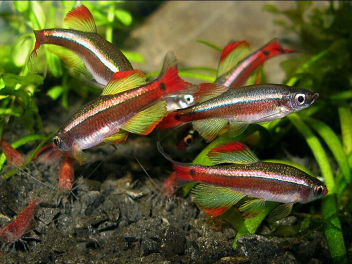 Breeding White Cloud Mountain Minnows in a community aquarium