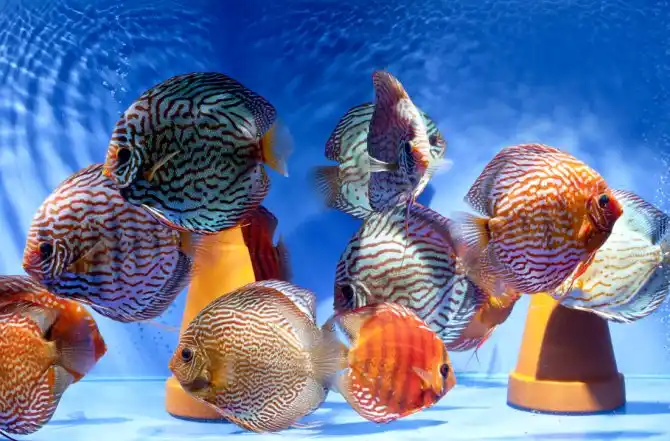 Building Your Discus Fish Community