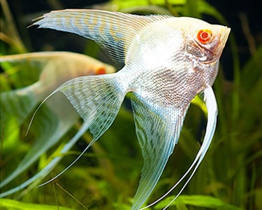 Albino Angelfish: A Complete Care Guide